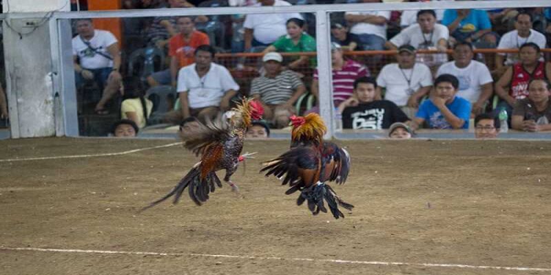 kinh-nghiem-choi-da-ga-cua-dao-philippines