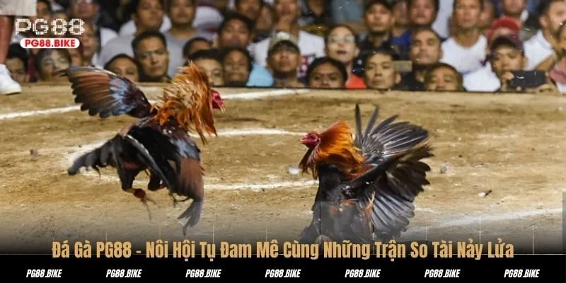 Đá Gà PG88 – Nôi Hội Tụ Đam Mê Cùng Những Trận So Tài Nảy Lửa